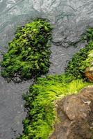 textura de roca cubierta de musgo en el mar con agua verde