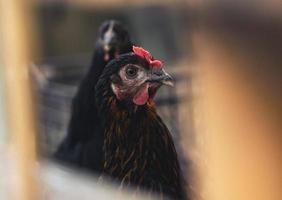 Red brown farm chickens looking curiously at camera behind fences photo