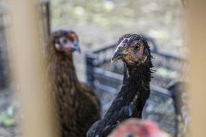 Red brown farm chickens looking curiously at camera behind fences photo