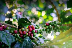 Closeup raw coffee beans grown on the farm in the mountains of northern Thailand. photo