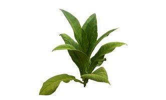 Isolated tobacco leaf and plant with clipping paths. photo