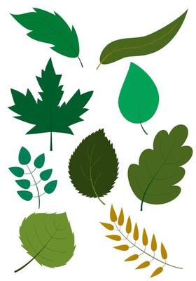 Set of different shapes of green leaves and branches of trees on white background. Detailed textures of forest and garden tree leaves. Vector