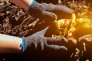 Waste from the kitchen to do the composting at home. photo