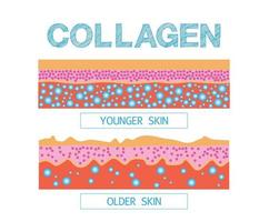 Collagen ,Protection Skin vector