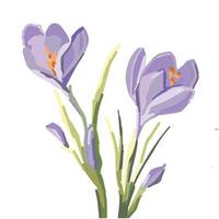 purple crocus flower, saffron illustration vector