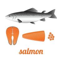 Salmon whole red fish, raw steaks and fillet, vector illustration