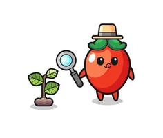 cute chili pepper herbalist researching a plants vector