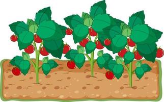 Tomato plant growing with soil cartoon