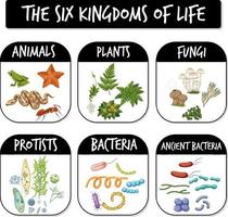 Diagram showing six kingdoms of life vector