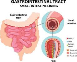 diagrama que muestra el tracto gastrointestinal vector