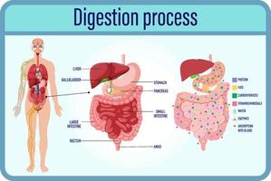 Digestión y células de digestión e intestino delgado. vector