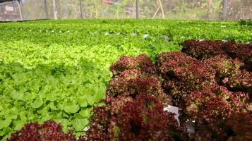 lechuga de roble verde orgánica fresca que crece en una granja de ensaladas de verduras hidropónicas. foto