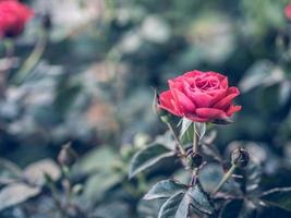 Red rose, Vintage style image photo