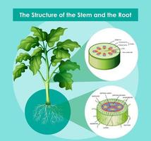 Diagram showing the structure of the stem and the root vector