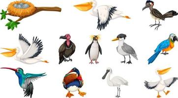 Different kinds of birds collection vector