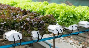 cultivation hydroponics green vegetable in farm photo