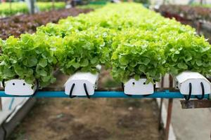 cultivation hydroponics green vegetable in farm photo