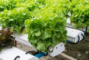 cultivation hydroponics green vegetable in farm photo