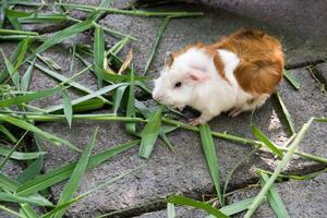 Guinea pig eating grass photo