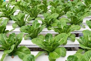 hortalizas hidropónicas que crecen en invernadero