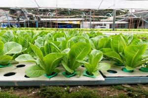 Hydroponic vegetables growing in greenhouse photo