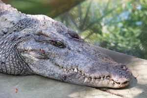 Head of a Crocodile