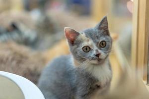 Beautiful gray and white fur kitten photo