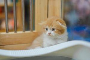 Cute orange scotch kitten with beautiful fur. photo