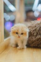 Cute orange scotch kitten with beautiful fur. photo