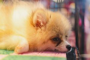 Orange fur pomeranian lying on the ground photo