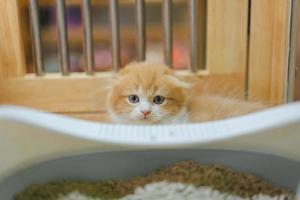 Cute orange scotch kitten with beautiful fur. photo