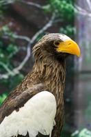 un águila con pico amarillo y plumas marrones.