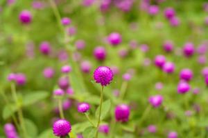 beautiful close up of pink amaranth photo