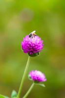 Pink amaranth with bee feeding on nectar. photo