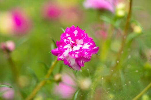 A colorful blossom, petals stacked overlapping in layers which variable and multi-colored. blur background photo