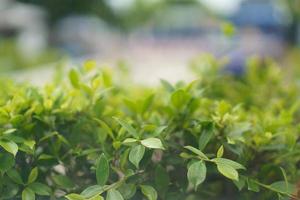 Leafy bushes with blurred background photo