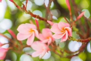 las flores rosadas del frangipani florecen maravillosamente. foto