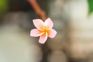 las flores rosadas del frangipani florecen maravillosamente. foto