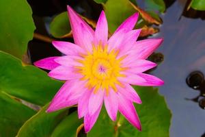 pink lotus flowers blooming beautifully photo