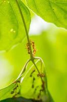 Colony of ants who are helping to build a nest. Ants close up. photo