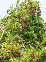 manojo de lichis en un árbol grande, frutas frescas de lichi foto
