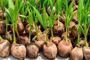 The seedlings of the coconut trees that are neatly laid out after being removed from the plot. Small coconut tree. photo