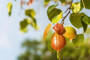 red and green bodhi leaves with beautiful blurred background photo