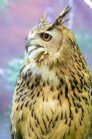 An owl is a bird with a catlike face photo