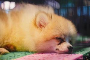 Orange fur pomeranian lying on the ground photo