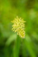 small grass flower with blurred background photo