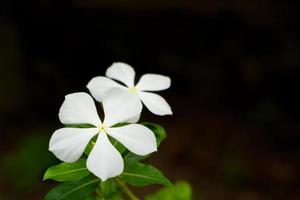 Beautiful white watercress close up. White flowers. photo