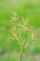 small grass flower with blurred background photo