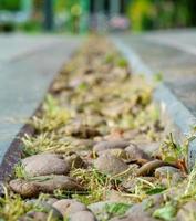 piedras y hierba en primer plano y fondo borroso foto