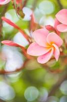 Pink Frangipani flowers bloom beautifully. photo
